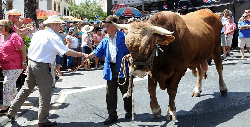 Tunte celebra su tradicional Feria de Ganado 