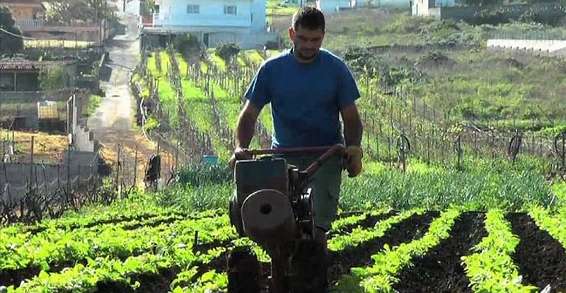 500 agricultores y ganaderos canarios reciben 1,3 millones en ayudas 