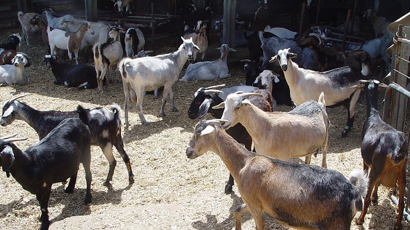 Canarias publica las normas de identificaci�n y registro del ganado caprino y ovino