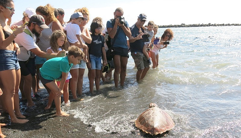 Cuatro tortugas vuelven al mar de la mano de las III Jornadas del Litoral de Pozo Izquierdo