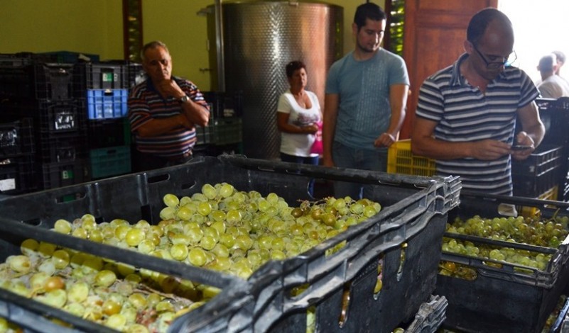 Ag�imes cierra la vendimia con m�s de 5.000 kilos de uvas recolectadas 