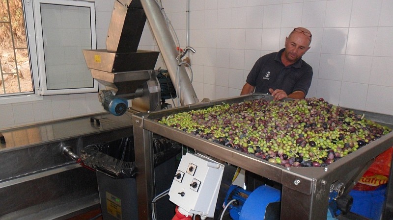 Santa Luc�a pone en marcha la almazara para la obtenci�n del aceite de oliva virgen 