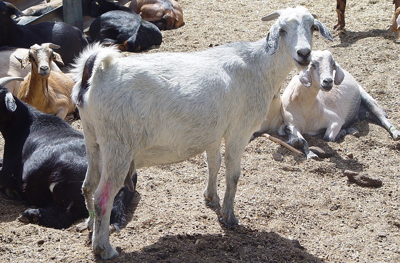 Investigadores canarios estudian el uso de residuos de queser�as como alimento para el caprino