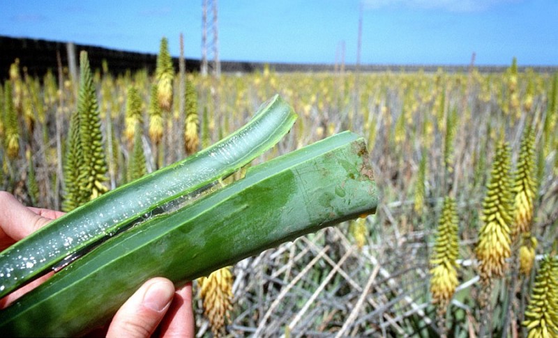 El Cabildo combatir� el fraude del aloe for�neo camuflado como local