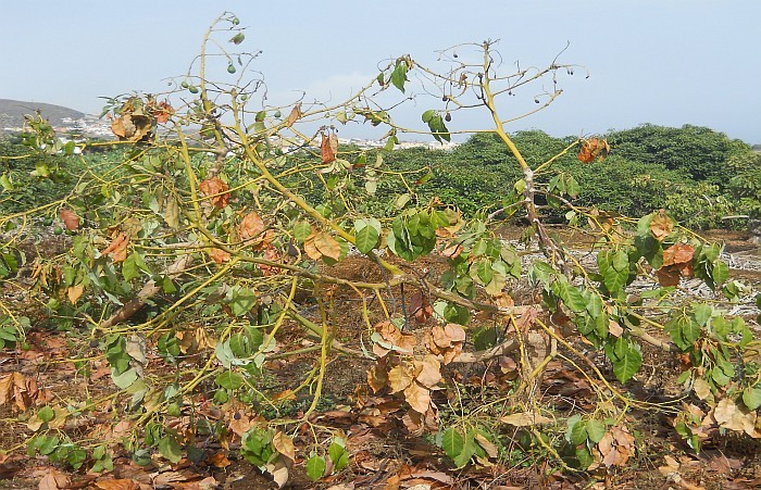 Canarias contribuye al control de la tristeza del aguacate, su  enfermedad m�s da�ina 
