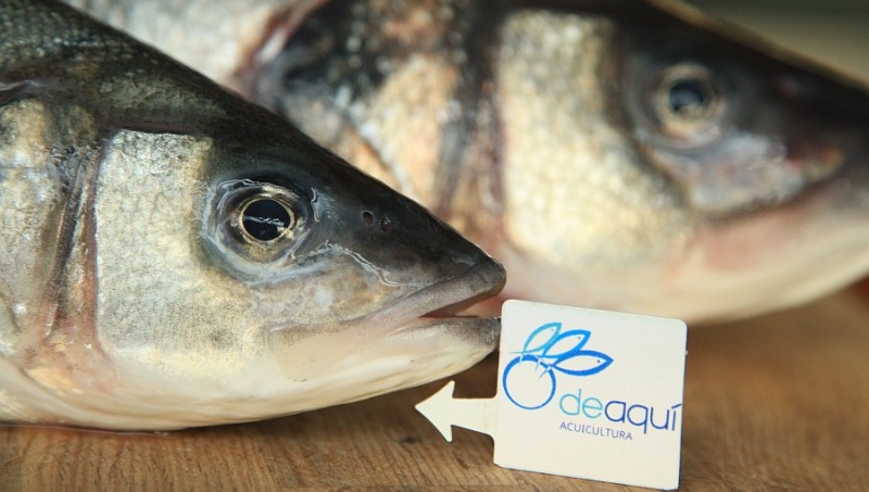 El Cabildo identifica con c�digos QR a las samas, bocineros y merluzas de Gran Canaria