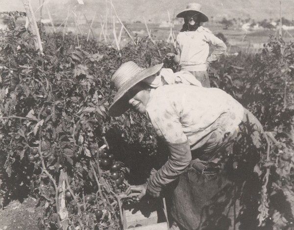 Santa Luc�a recoge con  