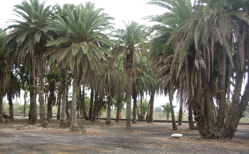 El Palmeral del Oasis est� protegido por la Reserva Natural Especial de las Dunas de Maspalomas