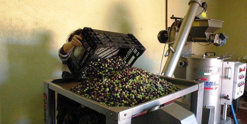 Finaliza la campa�a de elaboraci�n de aceite en la Almazara de Temisas