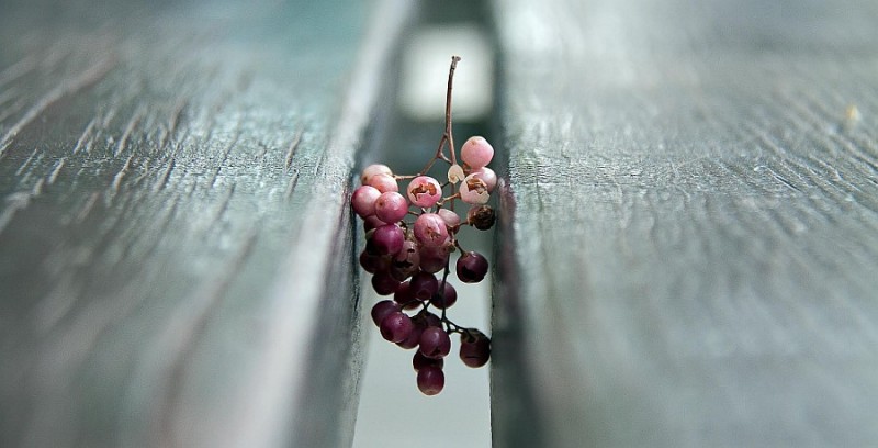 �Atrapado� gana el 25� Certamen de Fotograf�a Bah�a del Pajar